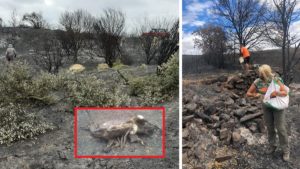 Los cazadores siguen dando ejemplo: llevan comida y refugio a los animales afectados por otro incendio