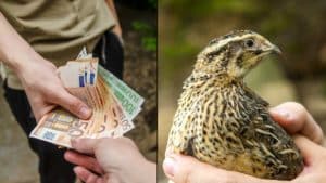 Los ecologistas reciben un millón de euros públicos mientras los cazadores invierten 500.000 en conservación