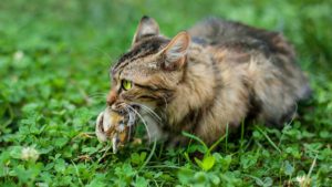 Los cazadores franceses proponen atrapar a los gatos que estén a más de 300 metros de las viviendas