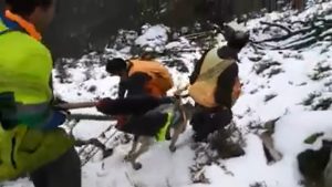 Cazadores improvisan una camilla en el monte para salvar a un perro herido