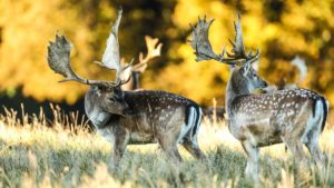 Mañana se prohibirá cazar en Parques Nacionales: los españoles tendrán que pagar 320 millones de euros por ello