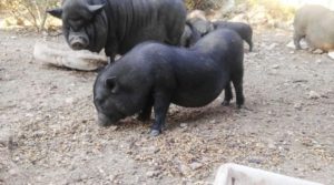 Tarragona gastará 7.500 euros públicos para cuidar a 36 cerdos vietnamitas