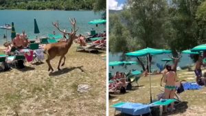 Graban a un ciervo deambulando entre cientos de turistas en una zona de baño