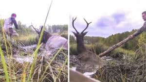 Dos cazadores encuentran a un ciervo atrapado en el fango y reaccionan de este modo