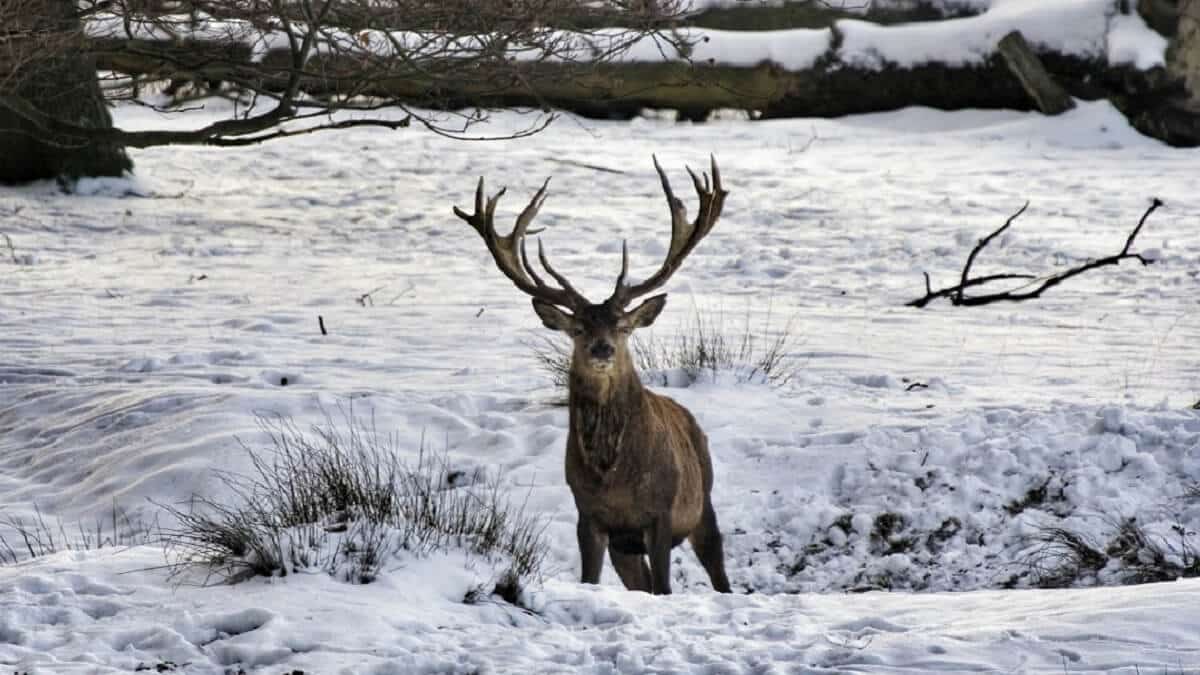 La nieve cubrirá parte de España en Nochevieja: consulta si tu coto de caza se verá afectado