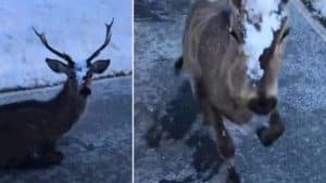 Un ciervo embiste contra un reportero de 'España Directo' cuando se acerca a grabarlo