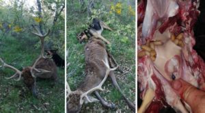 Registrado el primer caso de un ciervo que podría haber muerto por el gusano del corzo