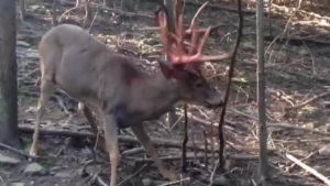 Este es el vídeo de un ciervo descorreando en directo que han visto millones de cazadores