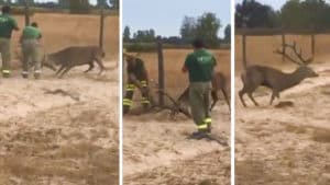 Así fue el complicado rescate de un ciervo atrapado en un vallado de Doñana