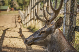 El ciervo que atacó a dos hombres en Zamora podría estar en cautividad sin autorización