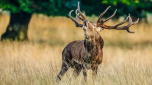 Berrea: así puede ayudar la caza a la gestión del ciervo durante el celo