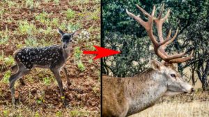 Fotografía a un ciervo durante años para ver la evolución de su cuerna y este es el sorprendente resultado