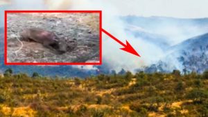 Un cazador graba a un ciervo quemado por el incendio y aún con vida