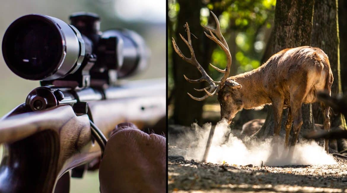 Cazador con su rifle y ciervo. ©Shutterstock