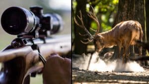 Un ciervo 'roba' el rifle a un cazador y se lo lleva entre las cuernas