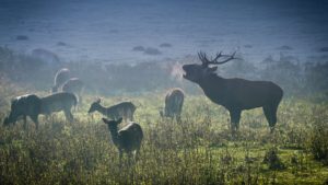 Los pueblos de Monfragüe se niegan a prohibir la caza en el Parque Nacional