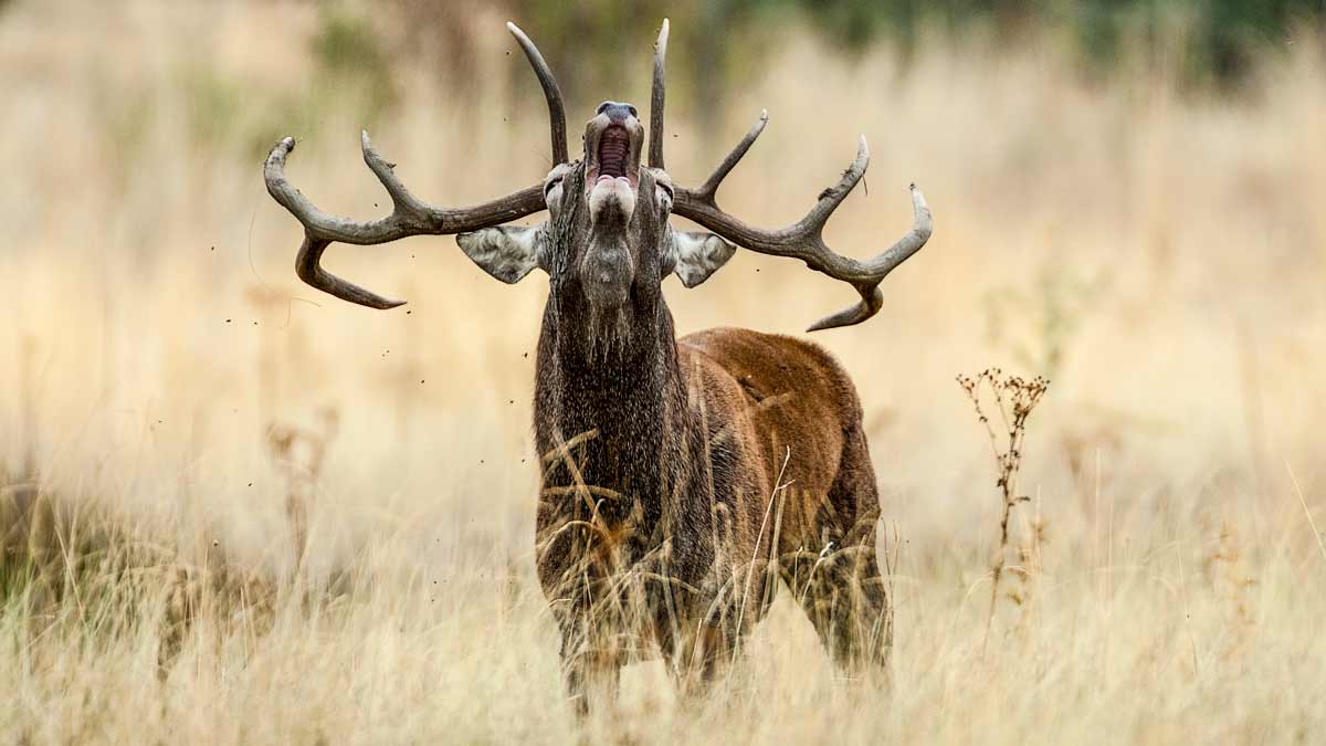 Los 11 ciervos más impresionantes cazados en España en 2020