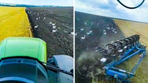 Espectaculares imágenes de cientos de cigüeñas rodeando el tractor de un agricultor