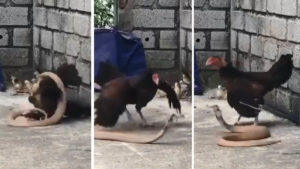 Una gallina pisotea a una cobra que intentaba matar a sus pollos