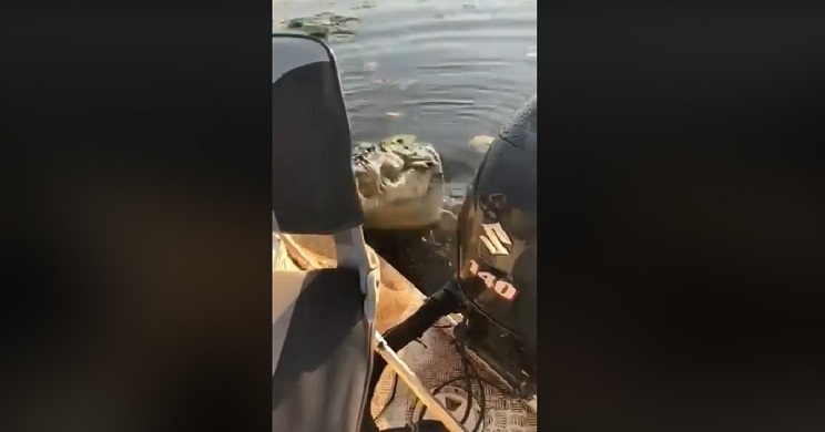 cocodrilo ataca pescadores 