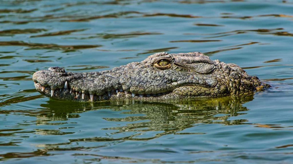 Un cocodrilo del Nilo. Shutterstock