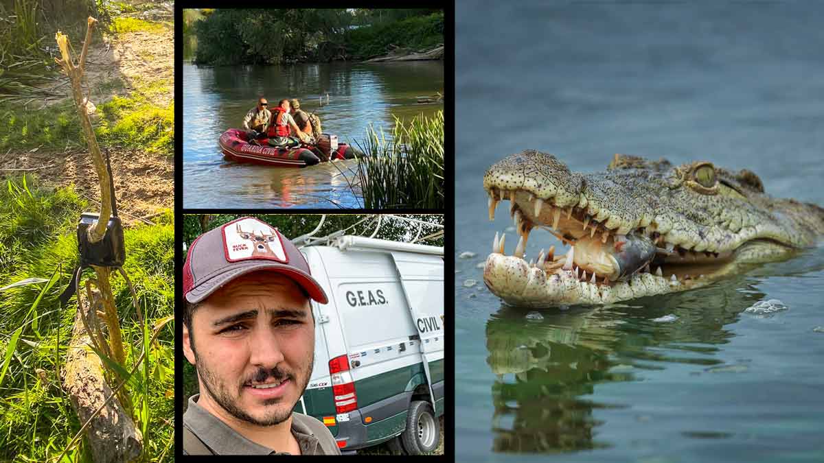 Con un corzo como cebo y cámaras trampa: así ha ayudado este cazador a  buscar el cocodrilo de Valladolid