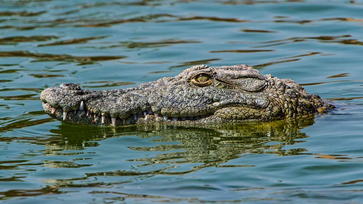 Impiden a cazadores y pescadores participar en la búsqueda del cocodrilo de  250 kilos de Valladolid