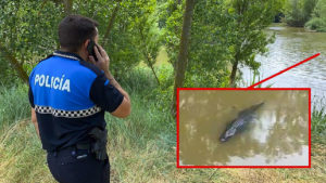 Avistado un cocodrilo en Valladolid: Policía y Guardia Civil tratan de 'cazar' al reptil