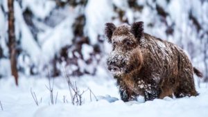 Tres consejos de cazadores para ayudar a la fauna salvaje durante el temporal de nieve