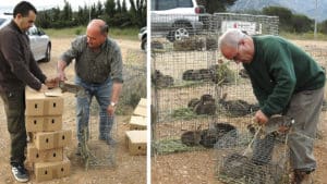 Cómo construir tu propio criadero de conejos para repoblar tu coto con ellos