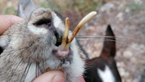 Cazan en Alicante un extraño conejo con unos largos dientes