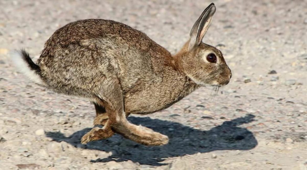 Conejo común. © Shutterstock