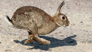 Confirmado: el virus de la mixomatosis de la liebre también infecta al conejo común