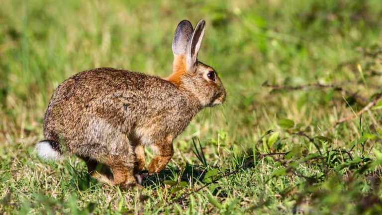 Conejo corriendo. @Shutterstock