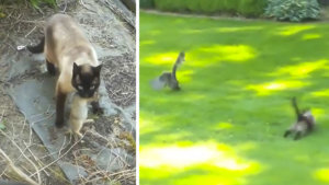 Un gato caza a un conejo y este logra escapar, pero no era su día