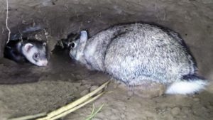 Graban cómo los hurones cazan a los conejos colocando una cámara en una madriguera