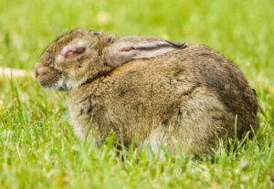 Descubren que la liebre puede transmitir la mixomatosis al conejo