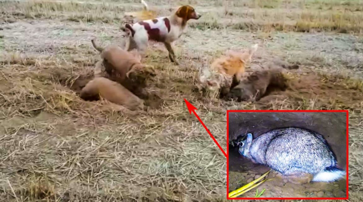 Este conejo acorralado por seis perros y dos cazadores demuestra por qué nunca hay que darse por vencido