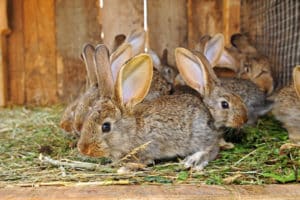 Mueren 100 conejos por culpa de los animalistas que robaron en una granja de Cataluña