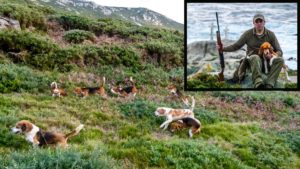 Caza de conejos con beagles: una alternativa al podenco y al perro de muestra