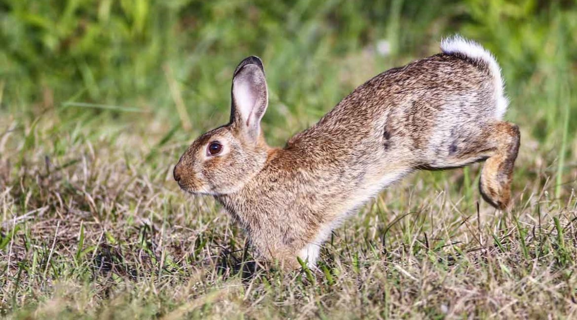 Los cazadores de Gran Canaria se niegan a exterminar el conejo