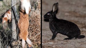 Cazan tres conejos de monte con colores sorprendentes en Huelva y Segovia