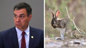 El Gobierno da 547.512 euros a los ecologistas para que investiguen cómo prevenir los daños del conejo a la agricultura