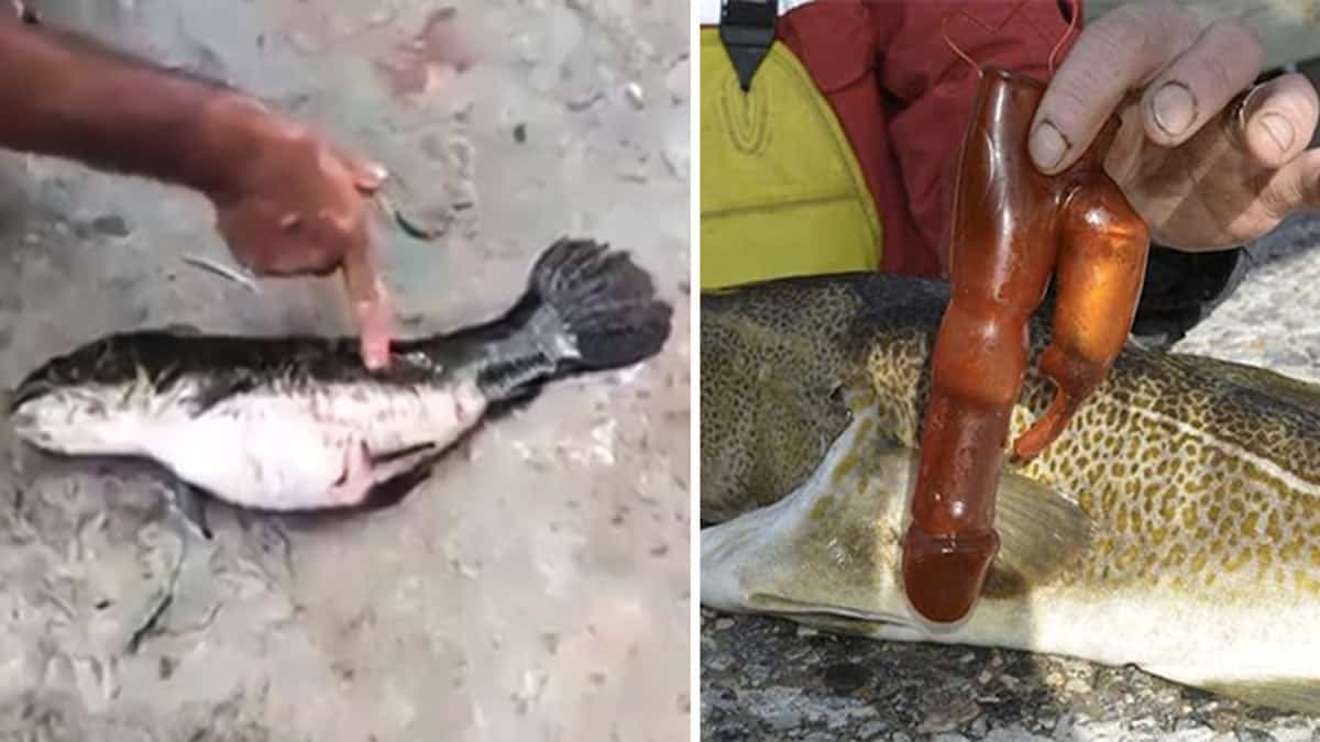 Consoladores, ratas... hallazgos increíbles de pescadores en el interior de  los peces