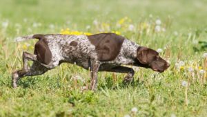 Encuentran un tratamiento para curar perros enfermos de leishmaniosis