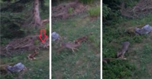 Un zorro ataca a un corcino mientras su madre lucha por él
