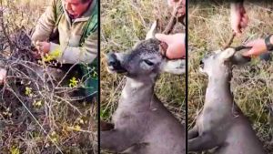 Tres cazadores encuentran un corzo indefenso atrapado en un cable en Ávila y hacen esto