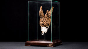 Así de impresionante es el trofeo del corzo peluca cazado durante la cuarentena