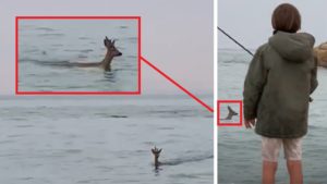 Está pescando en el mar cuando ve a un extraño animal nadar hacia la orilla... ¡es un corzo!