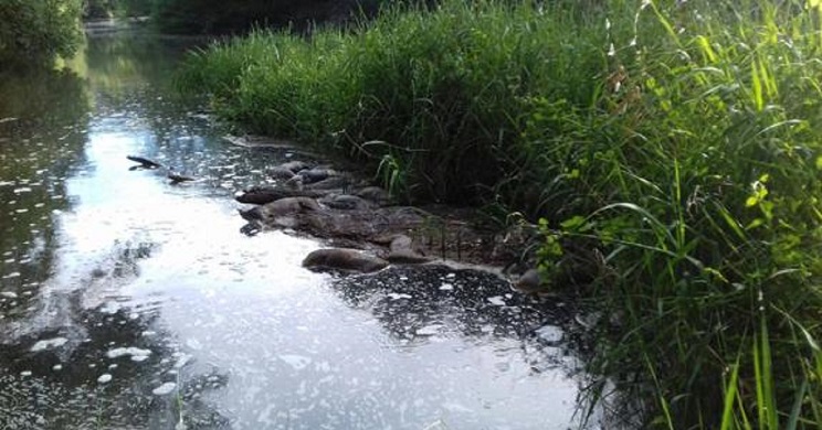 Encuentran más de veinte corzos ahogados en un canal en Valladolid